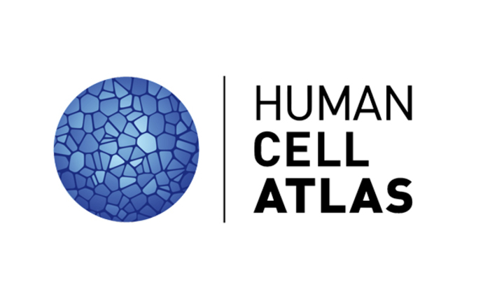 Opracowano pierwszy atlas komórkowy ludzkich mięśni ujawniający procesy molekularne stojące