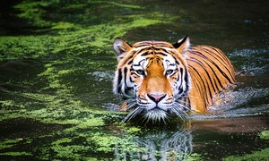 Tygrys w nowojorskim zoo zakażony koronawirusem