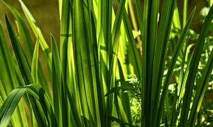 Tatarak zwyczajny – roślina o wszechstronnym zastosowaniu