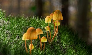  Od LSD do psylocybiny – ewolucja psychodelików jako narzędzi klinicznych w psychiatrii