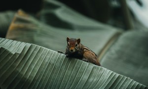 Zmiana klimatu częściej prowadzi do lokalnych zaników gatunków poza tropikami