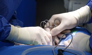 Polska technologia perfuzji wchodzi w fazę zaawansowanej walidacji przedklinicznej w transp