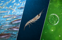 Webinar: Omega-3 Diversification – Future-Proofing Your Supply