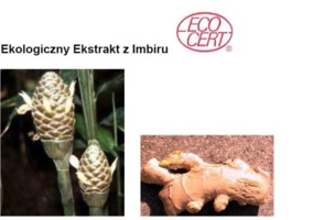 GINGER ECO - IMBIR (ekstrakt ekologiczny)