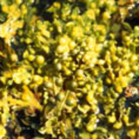 OLEPHYCOL FV