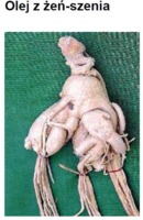 GINSENG OIL - ŻEŃ-SZEŃ (olej)
