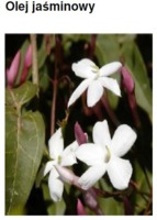 JASMINE OIL L.C. - JAŚMIN (olej)