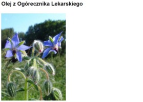 BORAGO OIL - OGÓRECZNIK (olej)
