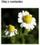 CHAMOMILE OIL - RUMIANEK (olej)