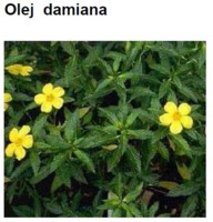 DAMIANA OIL -TURNERA (olej)