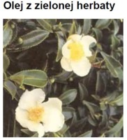 GREEN TEA OIL - ZIELONA HERBATA (olej)