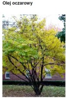 HAMAMELIS OIL - OCZAR (olej)