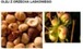 HAZELNUT OIL - ORZECH LASKOWY (olej zimnotłoczony)
