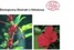 HIBISCUS ECO - HIBISKUS (ekstrakt ekologiczny)