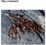 KELP (LAMINARIA) SEA OIL - LISTOWNICA (olej)