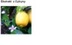 LEMON (FRUIT) EXTRACT H.GL.-MS - CYTRYNA (ekstrakt glicerynowo-wodny)