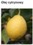 LEMON OIL - CYTRYNA (olej)