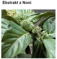 NONI EXTRACT M.S. - MORWA INDYJSKA (ekstrakt wodno-glikolowy)