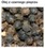 PEPPER OIL - PIEPRZ (olej)