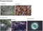 POLYPLANT OILY SEAWEED - PLANKTON, ALGI, ASCOPHYLLUM, FUKUS, KOWNIATEK (olej)