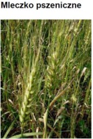 WHEAT MILK - PSZENICA (mleczko)