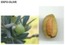 EXFO-OLIVE BODY - OLIWKA EUROPEJSKA (peeling do ciała)