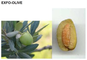 EXFO-OLIVE FACE - OLIWKA EUROPEJSKA (peeling do twarzy)