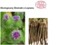 GREAT BURDOCK EXTRACT GNBN - łopian