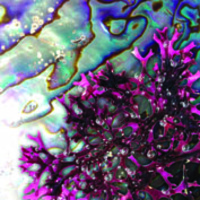 OLIGOGELINE PF