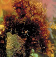 FLAKES OF CHONDRUS CRISPUS