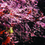 OLIGOPHYCOCORAIL SPE