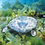 PHLOROGINE BG PF