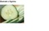 CUCUMBER EXTRACT HGL.-MS. - OGÓREK (ekstrakt glicerynowo-wodny)