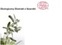 EDELWEISS ECO - SZAROTKA (ekstrakt ekologiczny)