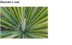 YUCCA EXTRACT H.GL.- MS - JUKA (ekstrakt glicerynowo-wodny)