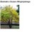 HAMAMELIS EXTRACT H.GL.-MS - OCZAR (ekstrakt glicerynowo-wodny)