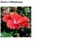 HIBISCUS VINEGAR M.S. - HIBISKUS (ocet)