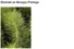 HORSETAIL EXTRACT H.GL-MS - SKRZYP (ekstrakt glicerynowo-wodny)