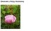 PALE ROSE EXTRACT H.GL MS  - RÓŻA STULISTNA (ekstrakt glicerynowo-wodny)