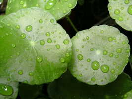 Sharohyal Centella Cell
