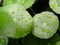 Sharohyal Centella Cell