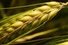 Sharohyal OAT